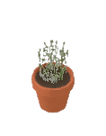 Abi — Plant Thyme — Build Mode catalog icon